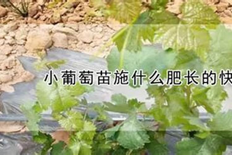 花椒采摘后怎么修剪 这样修剪最好