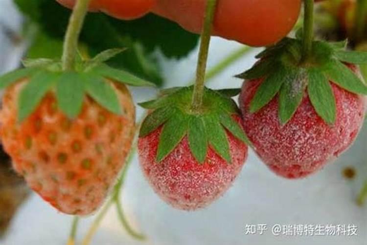 白粉病是什么原因造成的