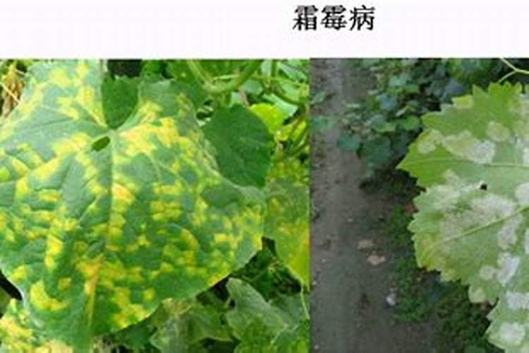 长寿花白粉病是怎么引起的