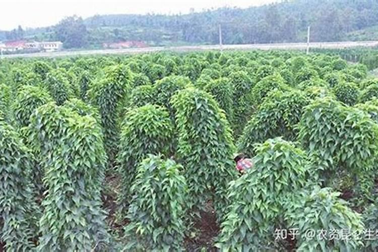 山药在十月份还霉要打液面肥吗