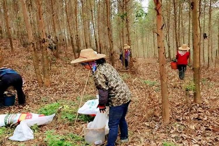 花椒树什么时候可以喷施叶面肥？