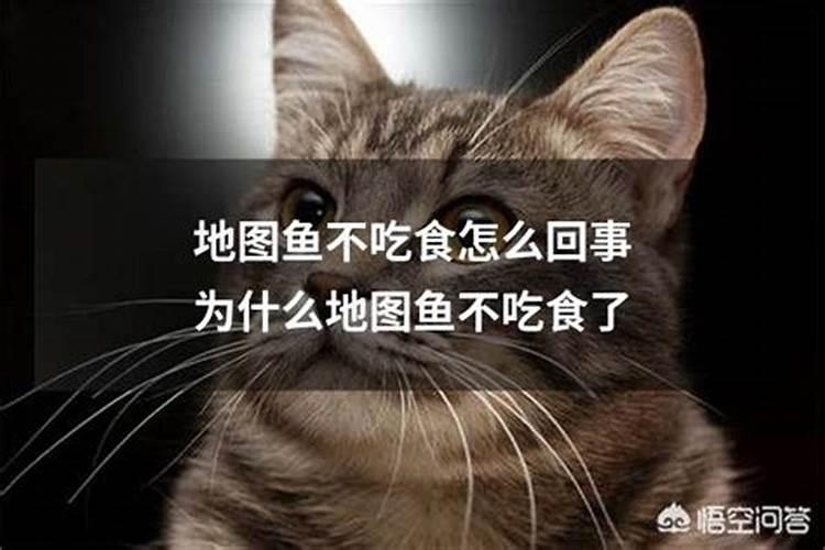 鱼蛋白肥料的缺点