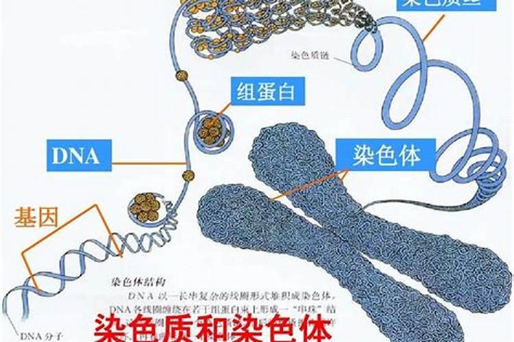 核精蛋白简介