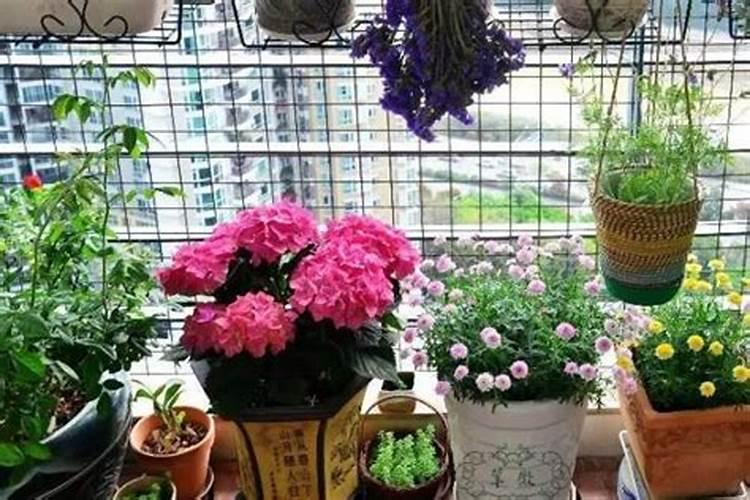 用什么水浇蟹爪兰最好