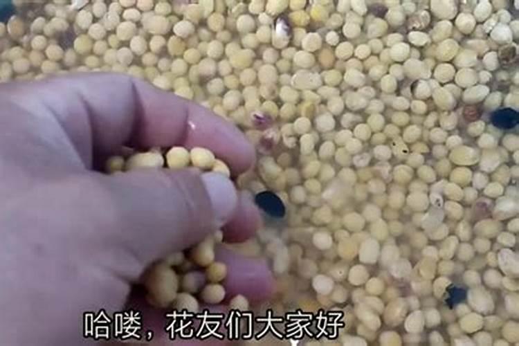 黄豆浇花施肥方法