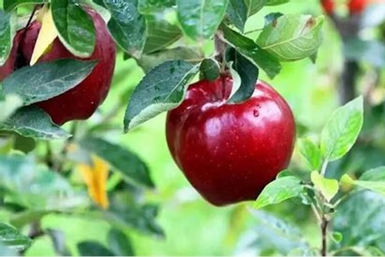 苹果树秋施什么肥怎么施？