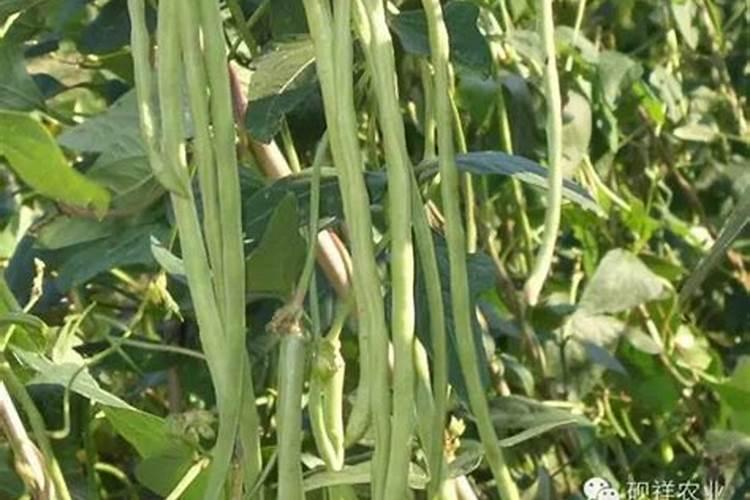 豆角打什么药变直变长