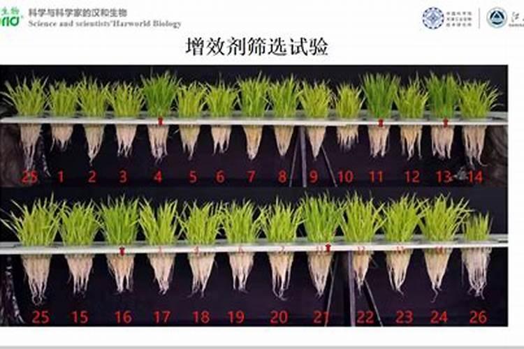 聚谷氨酸聚谷氨酸肥料增效剂在蔬菜种植中应用