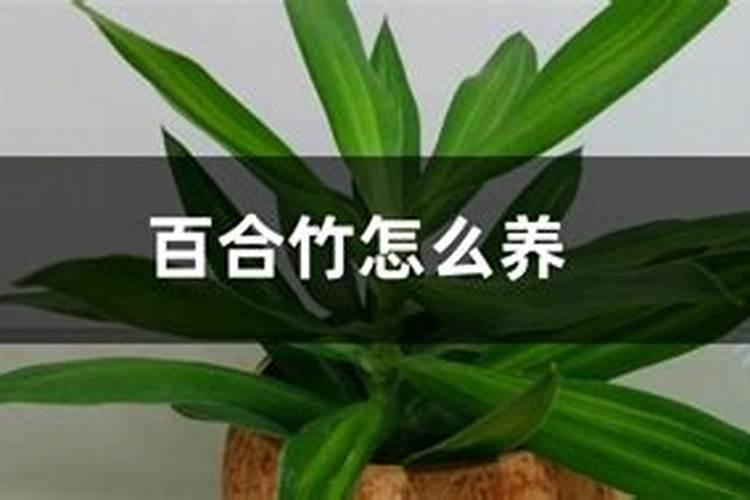 百合竹怎么修剪