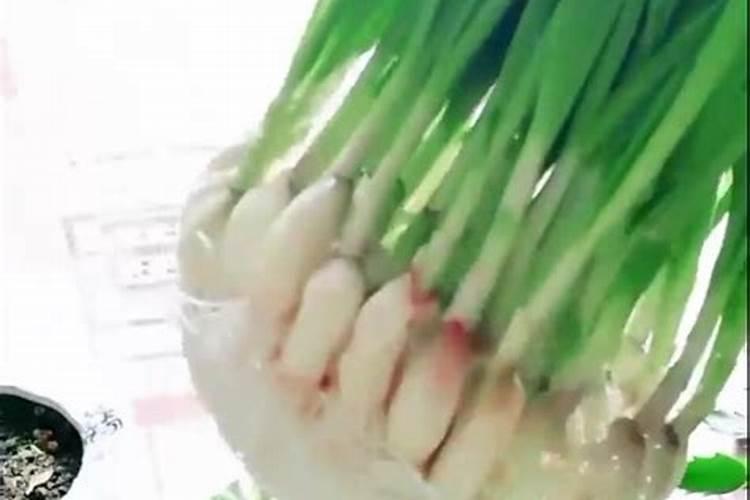 水培蒜苗用什么肥料
