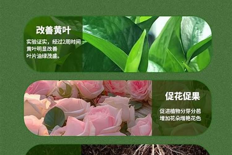硝酸钾属于什么化肥,硝酸钾如何在作物上应用