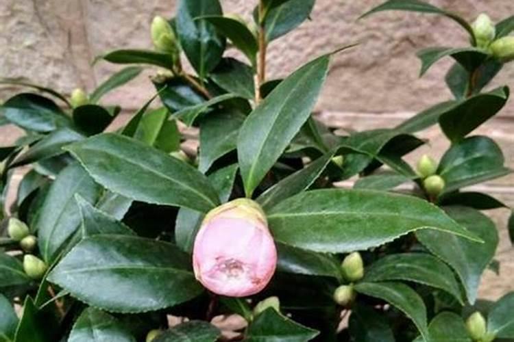 如何养茶花？