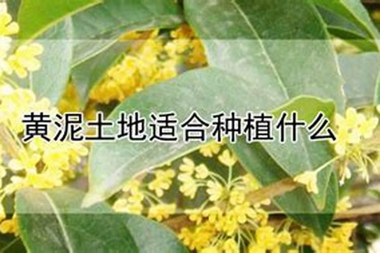 给蔬菜施肥时,磷肥的讲究到底有哪些呢？