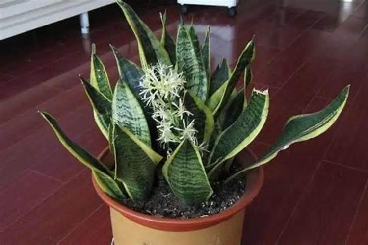 颗粒硼肥的正确使用方法