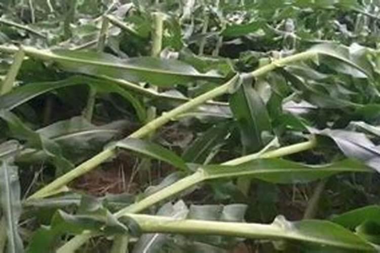 氮磷钾肥的作用是什么