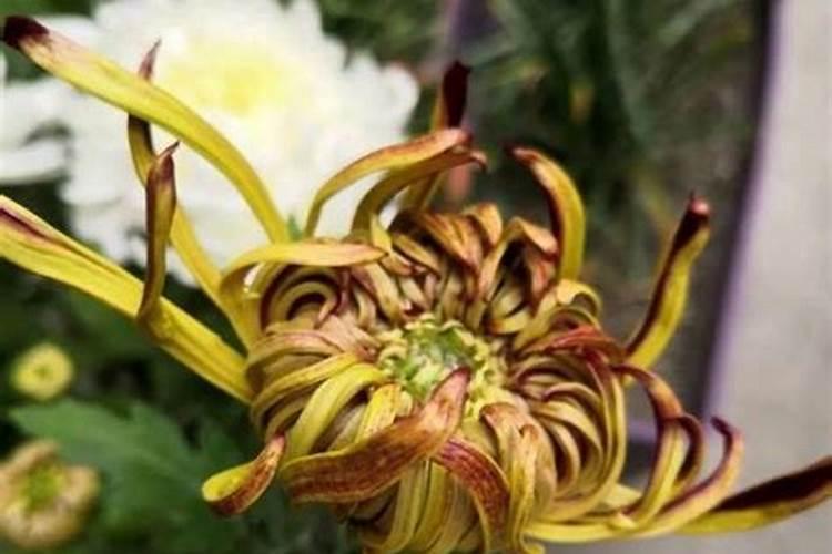 买的菊花叶子都蔫了 花骨朵也是怎么办