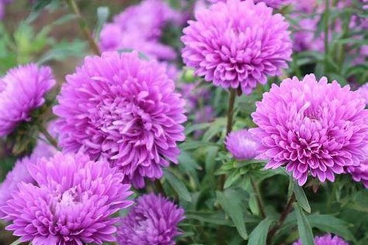 入冬前盆栽菊花花骨朵长太多咋办？