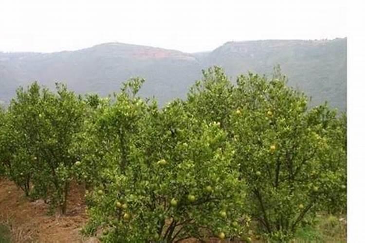 家里绿植施什么肥、室内最旺宅的植物