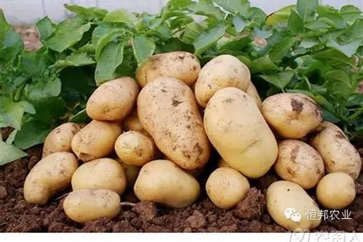 土豆开花后施什么肥料