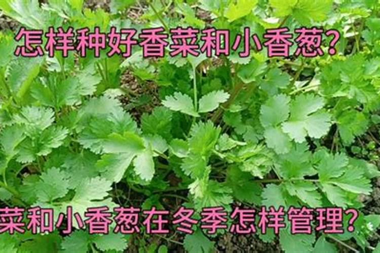 种香葱用什么肥料最好