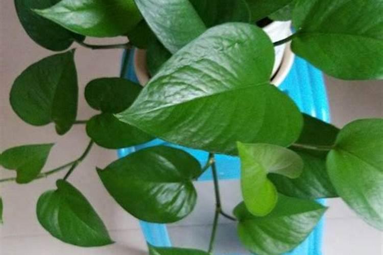 室内植物叶子发黄施肥,及时追施氮肥养护