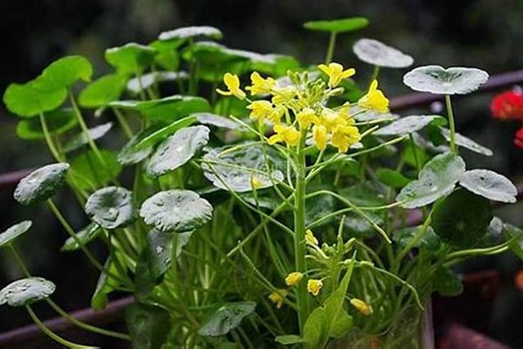 金豆下山桩多久生根