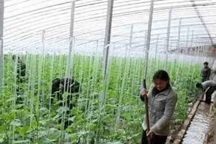 大棚蔬菜旺长、歇茬、病害多和不坐果,这种现象是怎么回事？