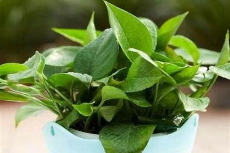 土壤板结用几次腐植酸可以改好