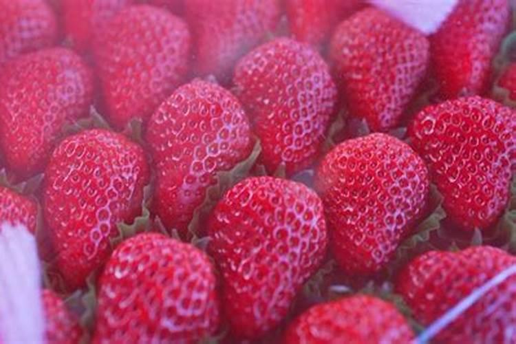 草莓膨果期使用什么肥料效果好