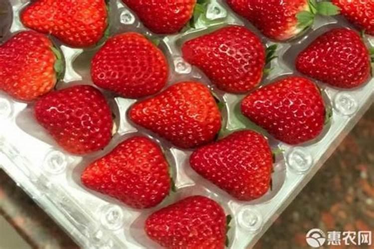 草莓施什么肥料较甜