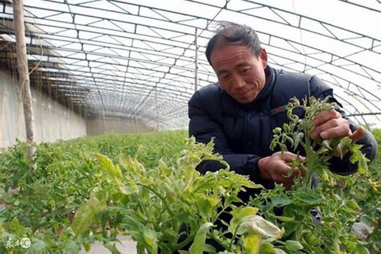 腐植酸肥料的作用是什么？