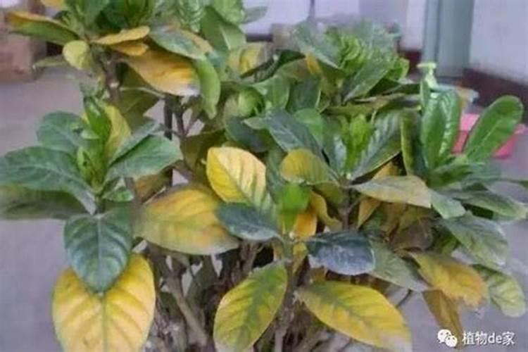 磷肥可以兑水浇花吗 磷肥对花卉的作用是什么