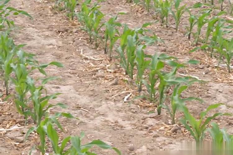 春茄子苗期为何出现“僵苗”？怎样种植露地春茄子？