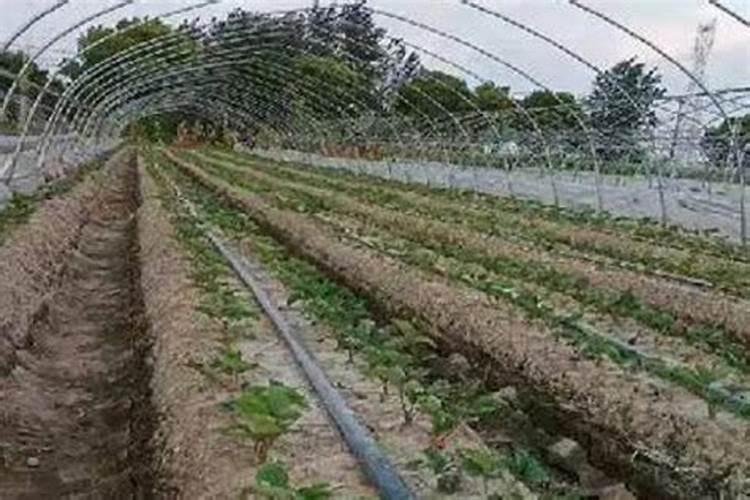 高氮水溶肥有什么效果