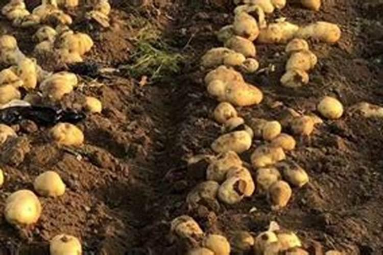 种植毛豆需要施什么肥