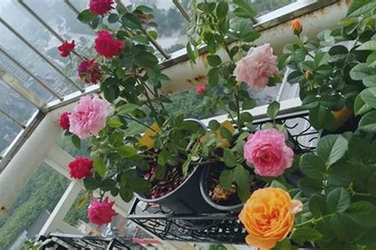桂花哪个季节修剪 桂花什么时候适合剪枝呢