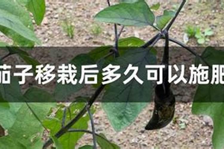 天旱花生打芸苔素有效果吗？