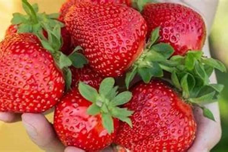 草莓追肥什么肥料