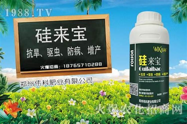 什么花的叶子可喷水(什么花叶子上能喷水)