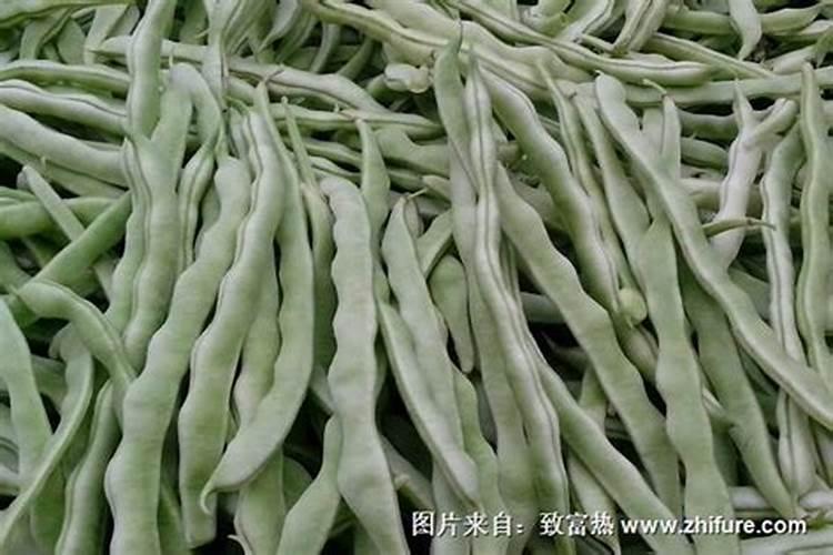 大棚无丝豆生长期管理