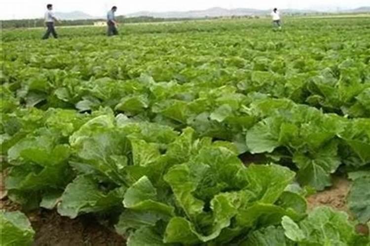 白菜用什么肥料长得快