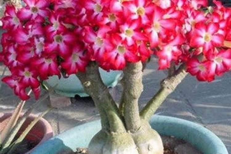 沙漠玫瑰有花苞后如何养护品质更高