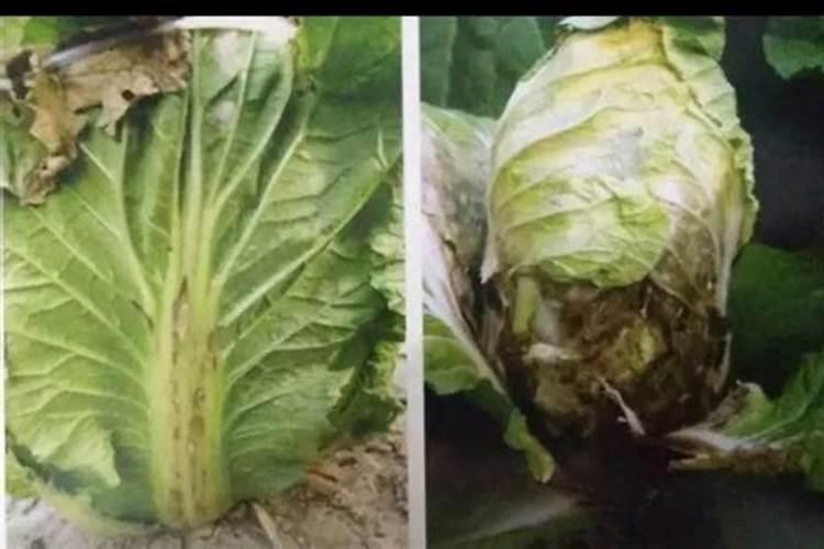 农作物缺肥有症状,该如何准确判断？