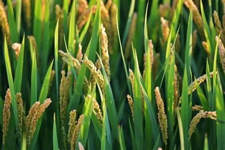 种玉米用什么肥料好？
