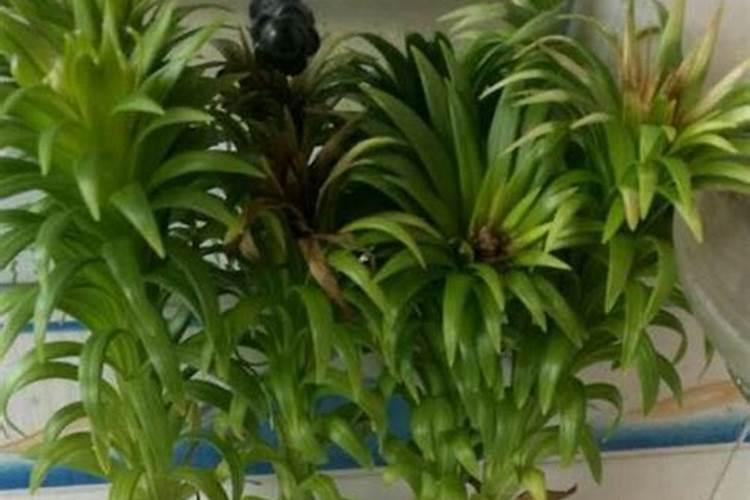 花盆花卉移盆剪下的根须可以当肥料吗
