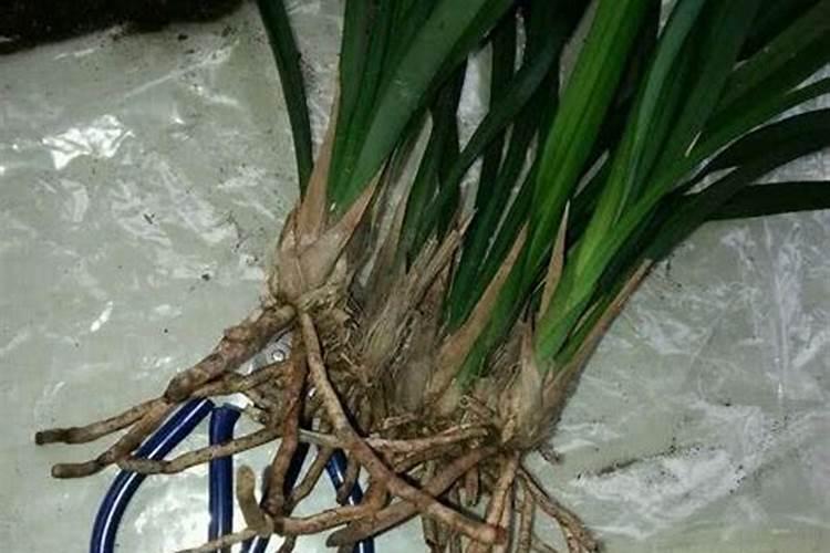 土里根须太多.会影响其他花卉植物吗？