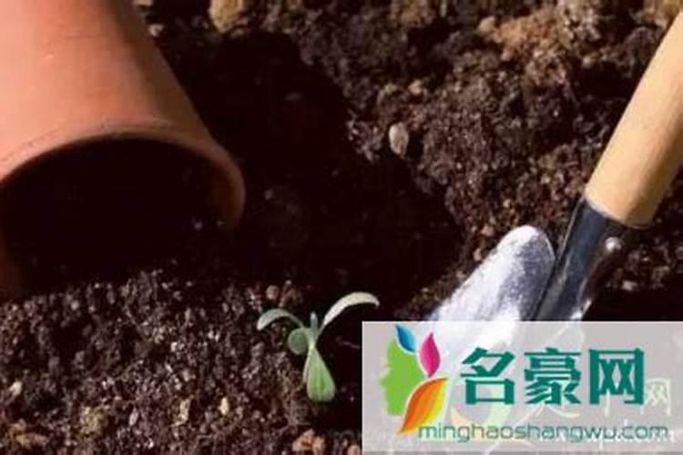 种过菜的土里面有大量根须,能再种花吗？