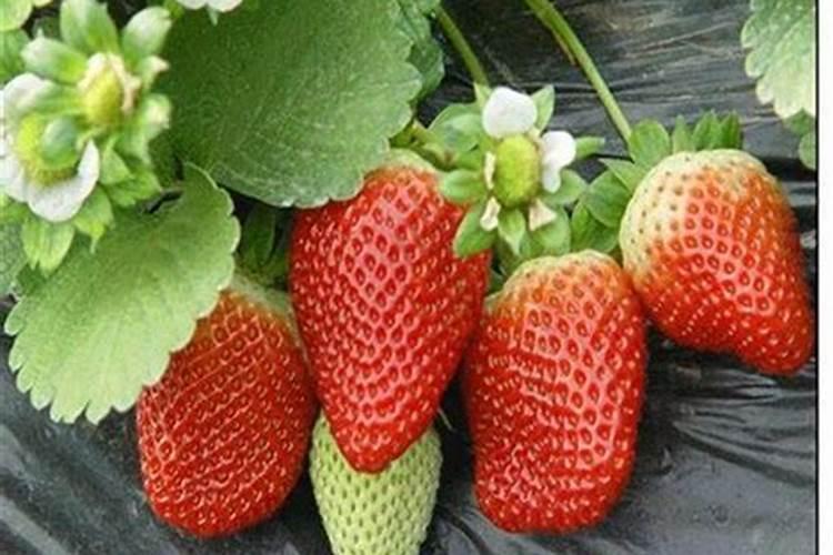 草莓各个时期的施肥方案,什么时候冲高磷肥