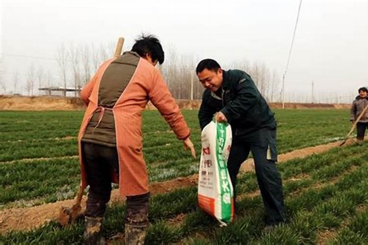 氮肥怎么施
