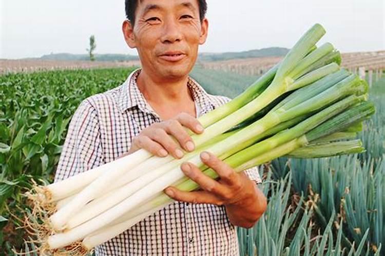 大葱专用肥料哪种的好？大葱抗病增产喷施昆仑风叶面肥!